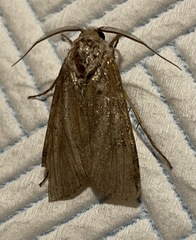 Agrotis segetum