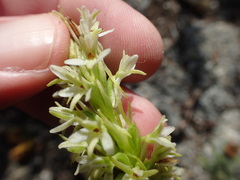 Platanthera elegans elegans