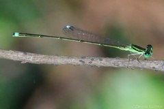 Ischnura prognata