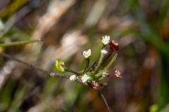 Centella macrocarpa