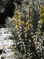 Nothofagus cunninghamii