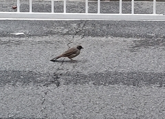 Pterorhinus perspicillatus