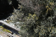 Nothofagus cunninghamii