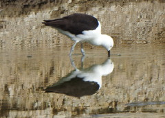 Recurvirostra andina