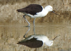 Recurvirostra andina