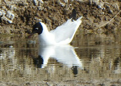 Chroicocephalus serranus