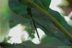 Triacanthagyna trifida