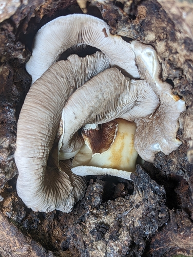 Cyclocybe cylindracea — (c) Alan Rockefeller, some rights reserved (CC BY)