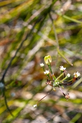 Centella macrocarpa