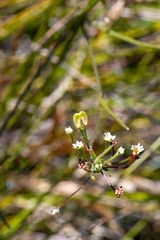 Centella macrocarpa