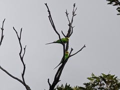 Melopsittacus undulatus