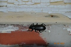 Alobates pensylvanicus