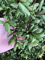 Exobasidium ferrugineae