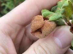 Exobasidium ferrugineae