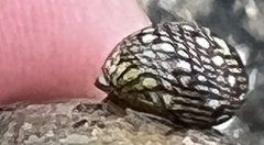 Echinolittorina aspera