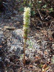 Platanthera elegans elegans