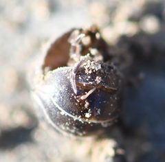 Armadillidium vulgare