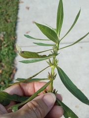 Hygrophila lacustris