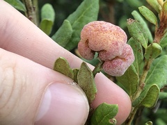 Lyonia ferruginea