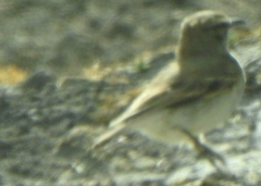 Geositta cunicularia