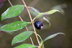 Eugenia uruguayensis