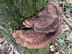 Fuscoporia