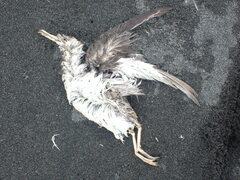 Phalacrocorax punctatus