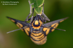 Arctiinae