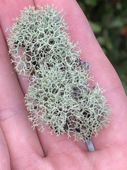 Cladonia evansii