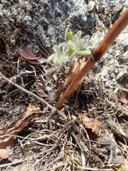 Platanthera elegans elegans