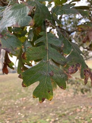 Taphrina caerulescens