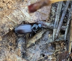 Platynini