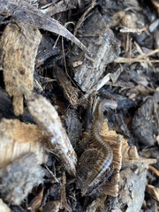 Parajulidae
