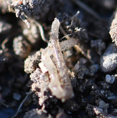 Enchytraeidae