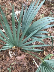 Sabal minor