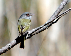 Hemitriccus margaritaceiventer