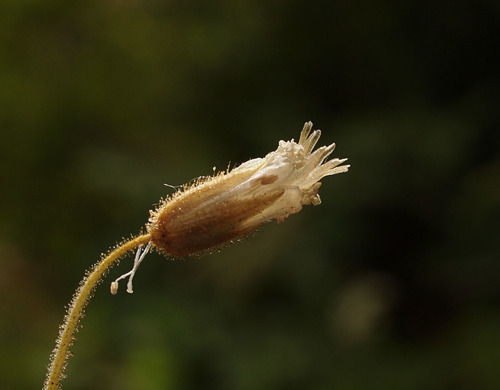 Dirvinė glažutė nuotrauka