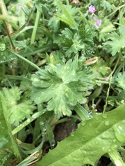 Geranium molle