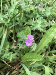 Geranium molle