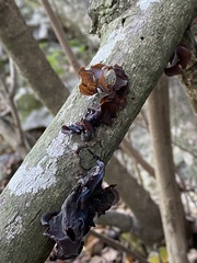 Auricularia angiospermarum