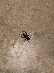 Gryllus pennsylvanicus