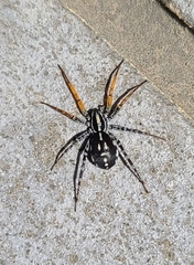 Nyssus coloripes