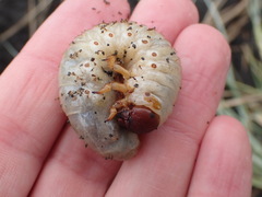 Pericoptus truncatus