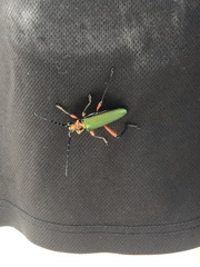 Plinthocoelium suaveolens