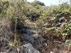 Platanthera elegans elegans