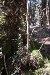 Nothofagus cunninghamii