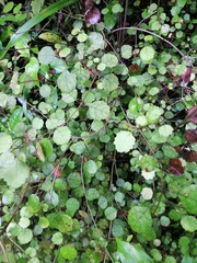 Rhabdothamnus solandri