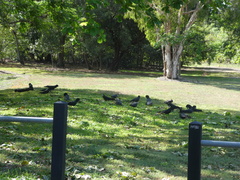 Calyptorhynchus banksii