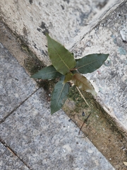 Ficus virens