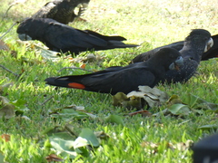 Calyptorhynchus banksii